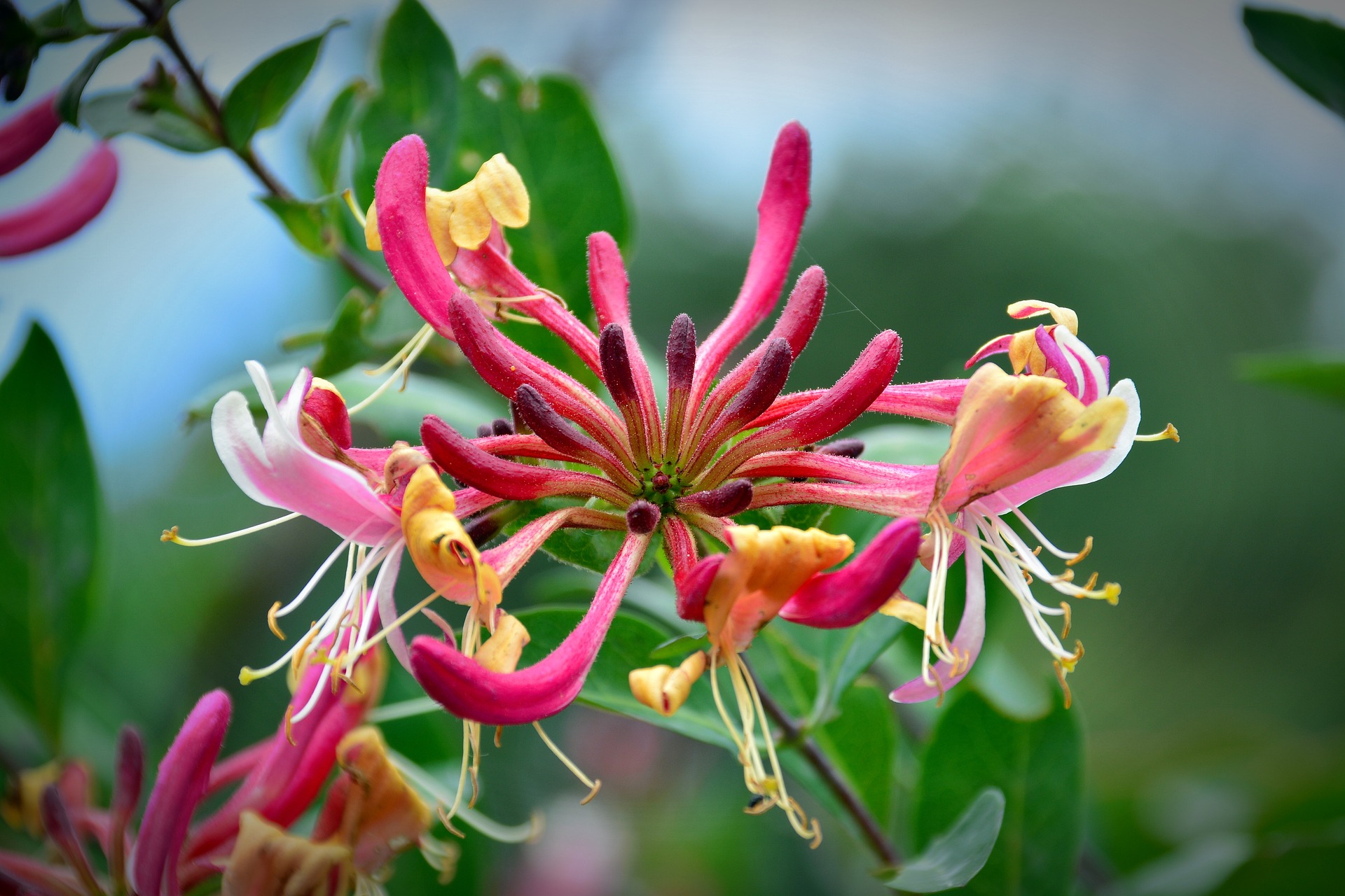 Honeysuckle Shrubs Planting, Growing, and Pruning Honeysuckles